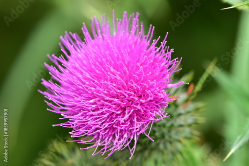 Detail of purple flower head of Bull thistle Cirsium vulgare. Location: Puhoi New Zealand