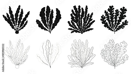Detailed botanical illustration showcasing varying styles of seaweed or algae forms
