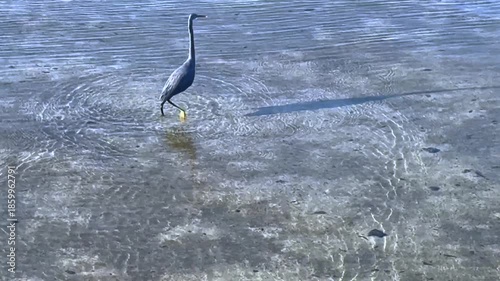 Graceful Shore Dance, Heron Moves Softly Over Wet Sands, Serene Heron Steps Rhythmically On Coastal Tidal Flats, Peaceful Heron Carefully Strides Through Morning Light Across Moist Shoreline Sands