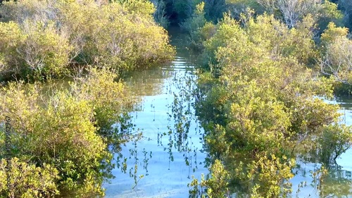 Serene Aquatic Area With Lush Plant Life, Quiet Wetland Environment With Dense Trees And Reflective Surfaces, Tranquil Marsh Area Surrounded By Thick Foliage And Mirrorlike Water Reflections