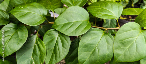 green leaves background