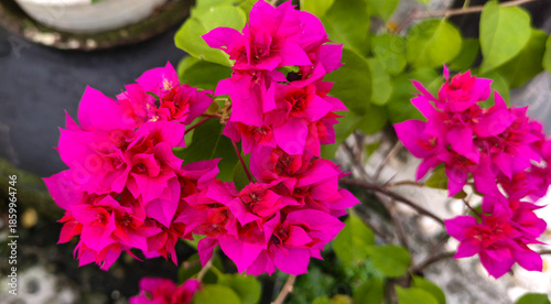 wedding bouquet of flowers