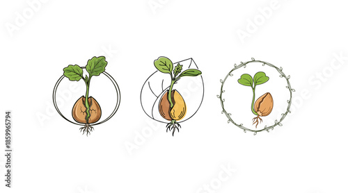 Vector Set of Seedling Growth Stages, Showing the Transformation of a Seed to a Young Plant