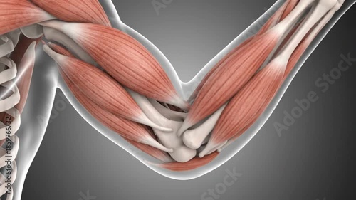 3D Medical Animation Showing Muscle Contraction and Relaxation Movement
