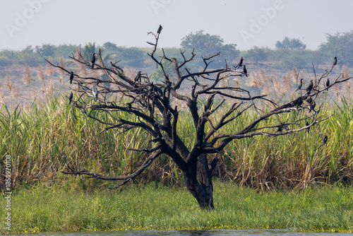 tree in the field