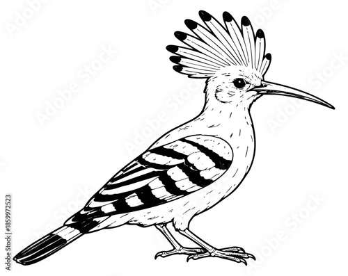 Hand drawn line art illustration of a hoopoe bird depicting its distinctive crest and long beak for nature and wildlife education