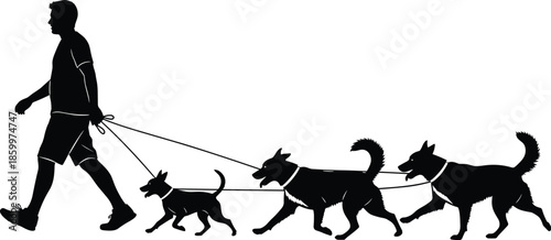 Black silhouette of a professional male dog walker strolling with a pack of several dogs on leashes isolated on white background.