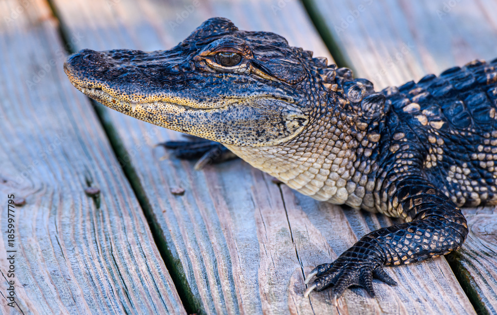 Obraz premium Close-up of Alligator