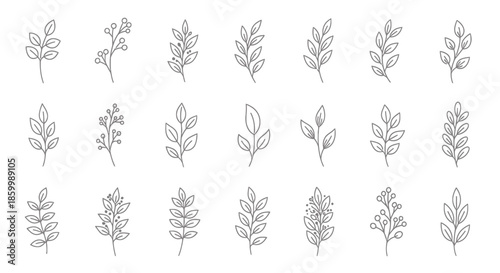Various types of leaf illustrations.