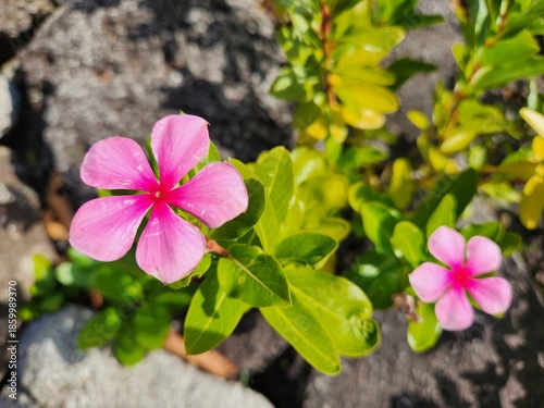 Canvas Print pink and white flowers