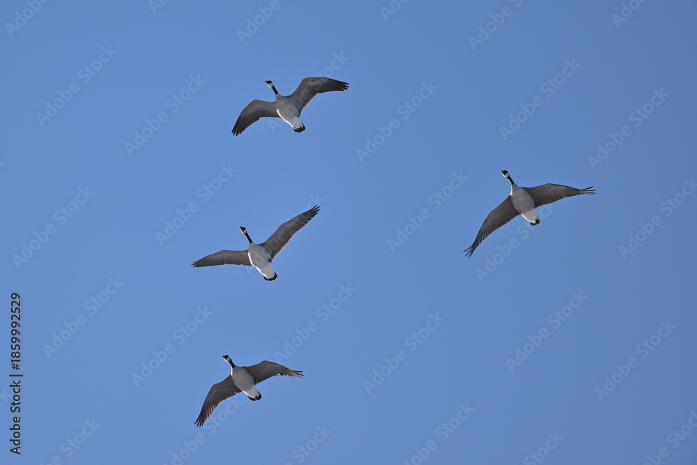 Obraz premium Canada geese on the sky, Canada, wildlife, nature, wild