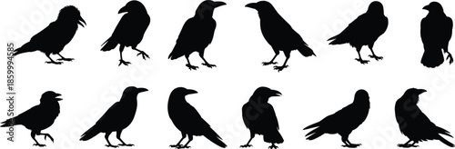 Set of crow and raven bird silhouettes in different poses, black vector illustration collection, wildlife nature icons for Halloween, mystery, and design concepts