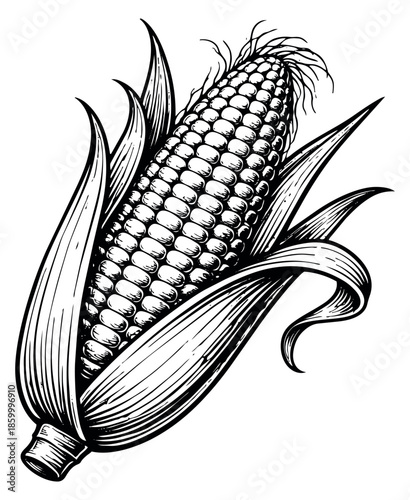Vintage style illustration of an ear of corn depicting its kernels and husk for harvest and food concepts