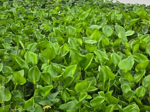 fresh water hyacinth in the garden
