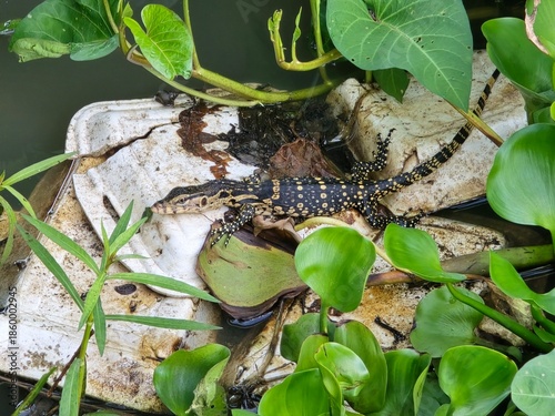 Monitor Lizard in the water
