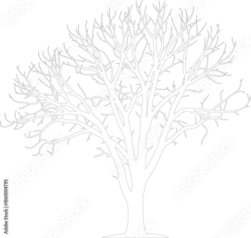 Detailed Vector Outline of a Bare Tree Trunk and Branches Isolated on White
