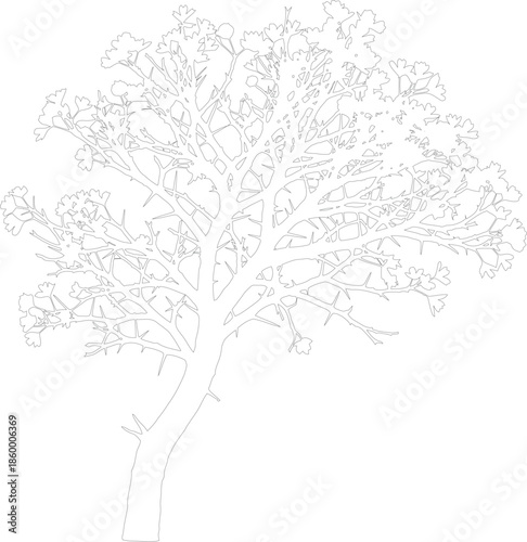 Detailed Line Art Vector of a Deciduous Tree Outline Template Minimalist Black and White Graphic Element