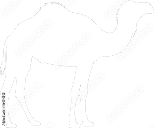 Camel side view outline vector graphic illustration