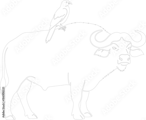 African Buffalo and Bird Line Art Outline Vector Symbiosis Monochrome Drawing