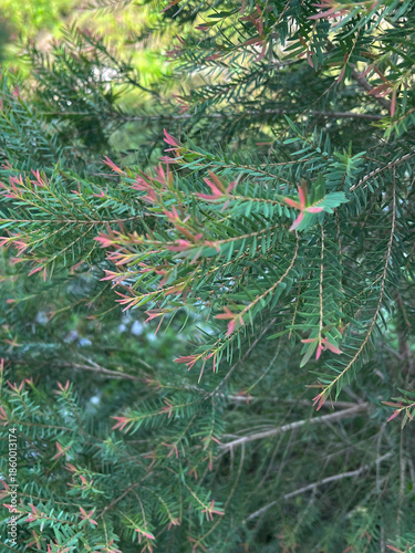 close up of a Melaleuca linariifolia pine tree