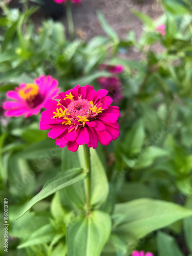 beautiful zinnia flowers in the garden