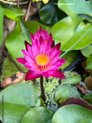 beautiful lotus flower in the garden