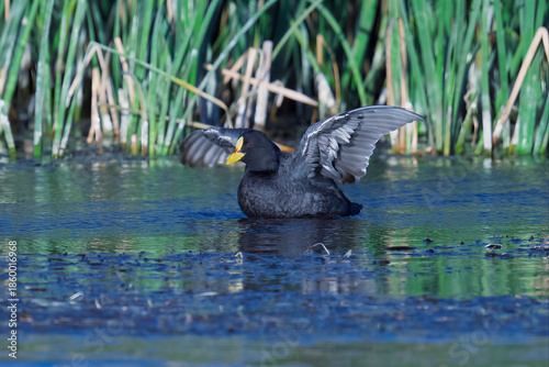 Red-gartered coot displaying wings in Patagonian wetland habitat