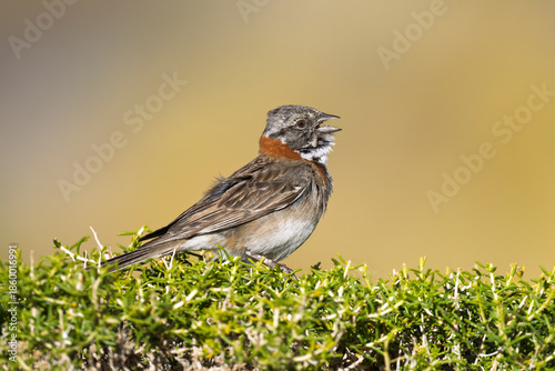 Rufous-collared Sparrow Singing on a Bush in Patagonia Grassland