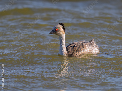 Silvery Grebe Swimming in Patagonian Lake Waters