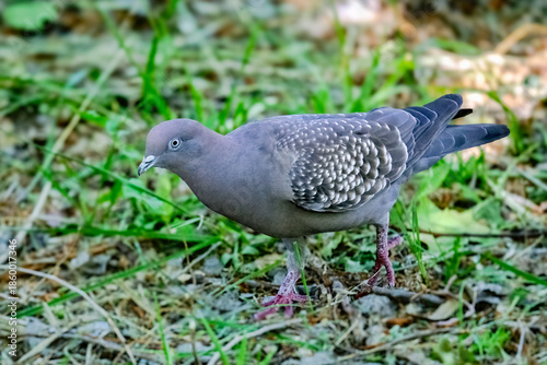 Spot-winged Pigeon Foraging on the Ground in Patagonia Grassland Habitat