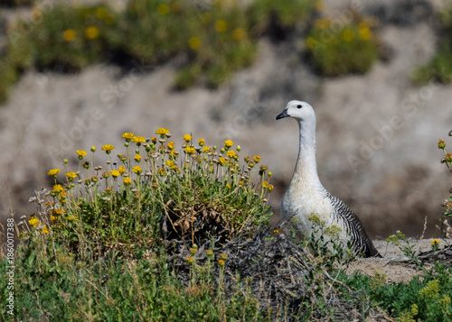 Upland Goose Standing Among Wildflowers in Patagonian Grassland