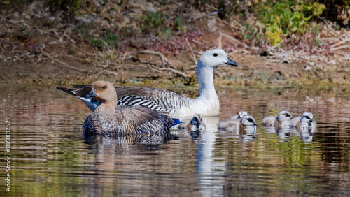 Upland Goose Family Swimming in Patagonian Wetland Habitat