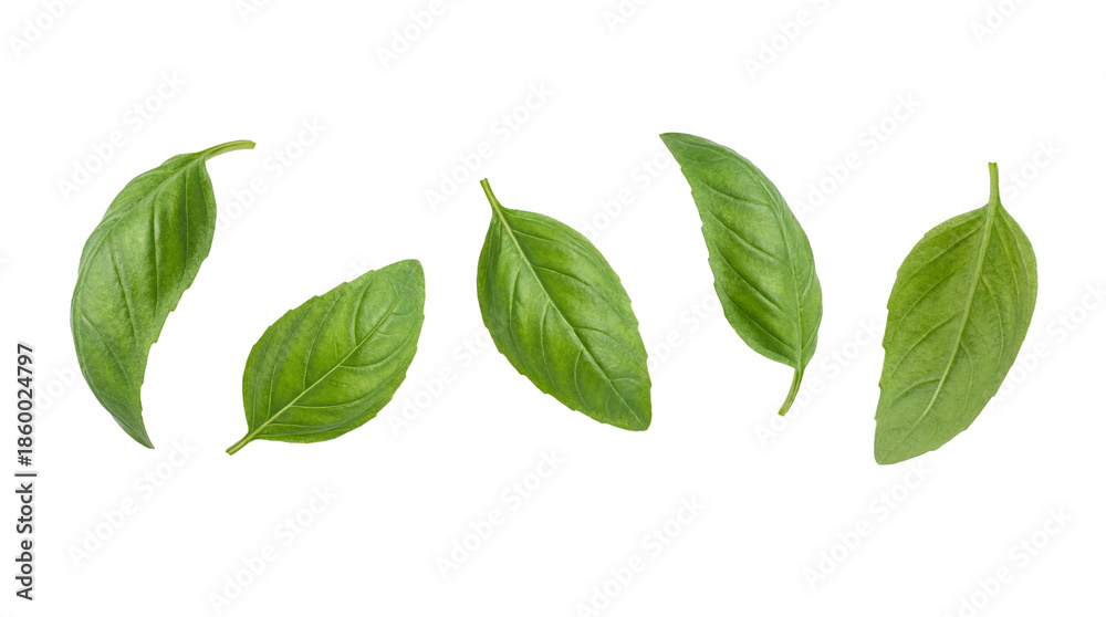 Fototapeta premium Five fresh vivid green basil leaves floating in isolation on transparent background