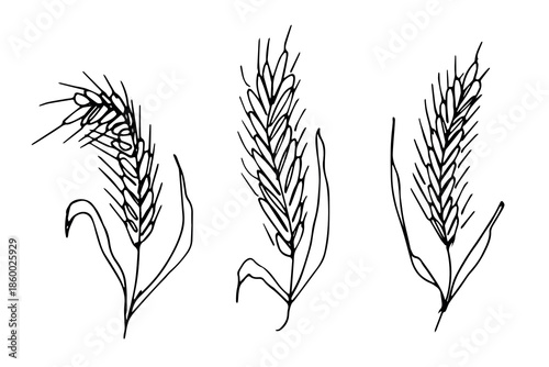 Set of hand drawn cereal wheat oat rye barley rice ears spikelet clipart Organic wheat bread agriculture farming harvest healthy food Single element for design print packaging label decor