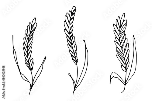 Set of hand drawn cereal wheat oat rye barley rice ears spikelet clipart Organic wheat bread agriculture farming harvest healthy food Single element for design print packaging label decor