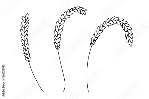 Set of hand drawn cereal wheat oat rye barley rice ears spikelet clipart Organic wheat bread agriculture farming harvest healthy food Single element for design print packaging label decor