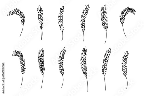 Set of hand drawn cereal wheat oat rye barley rice ears spikelet clipart Organic wheat bread agriculture farming harvest healthy food Single element for design print packaging label decor