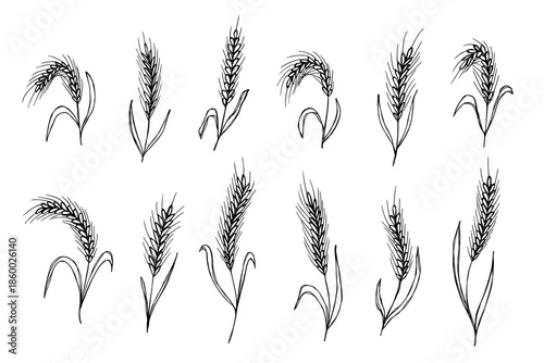 Set of hand drawn cereal wheat oat rye barley rice ears spikelet clipart Organic wheat bread agriculture farming harvest healthy food Single element for design print packaging label decor