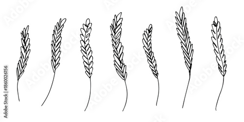 Set of hand drawn cereal wheat oat rye barley rice ears spikelet clipart Organic wheat bread agriculture farming harvest healthy food Single element for design print packaging label decor