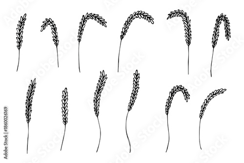 Set of hand drawn cereal wheat oat rye barley rice ears spikelet clipart Organic wheat bread agriculture farming harvest healthy food Single element for design print packaging label decor