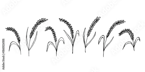 Set of hand drawn cereal wheat oat rye barley rice ears spikelet clipart Organic wheat bread agriculture farming harvest healthy food Single element for design print packaging label decor