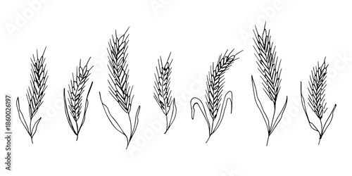 Set of hand drawn cereal wheat oat rye barley rice ears spikelet clipart Organic wheat bread agriculture farming harvest healthy food Single element for design print packaging label decor