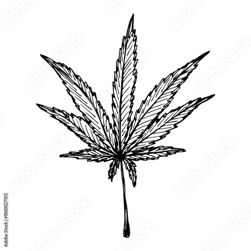 Hand drawn cannabis leaf Medicine marijuana Hemp leaves clipart in doodle style Single element for print, web, design, decor