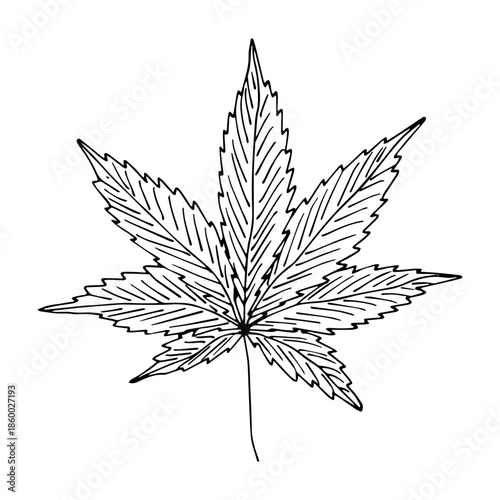 Hand drawn cannabis leaf Medicine marijuana Hemp leaves clipart in doodle style Single element for print, web, design, decor
