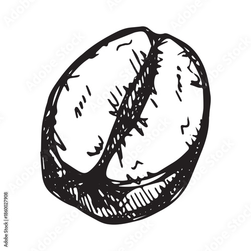 Hand drawn fresh roasted coffee bean Arabica robusta seed doodle Single element for print, web, design, decor