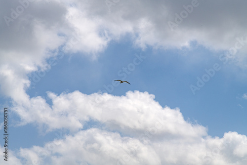 low angle view of a seagull flying against clouds and sky