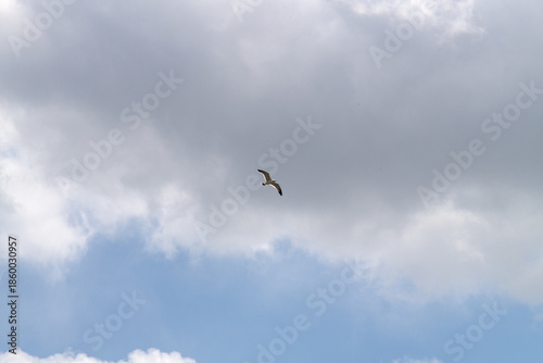 low angle view of a seagull flying against clouds and sky