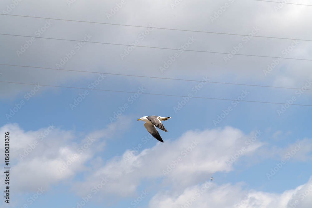 Fototapeta premium low angle view of a seagull flying against clouds and sky