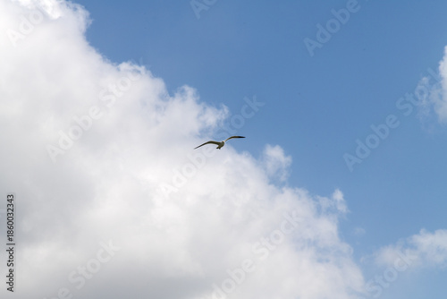 low angle view of a seagull flying against clouds and sky