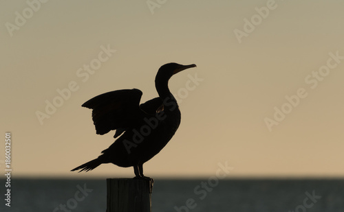Coastal Bird Silhouette Drying Wings at Sunset